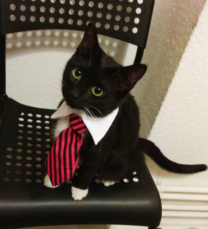 Кот с галстуком бабочкой
