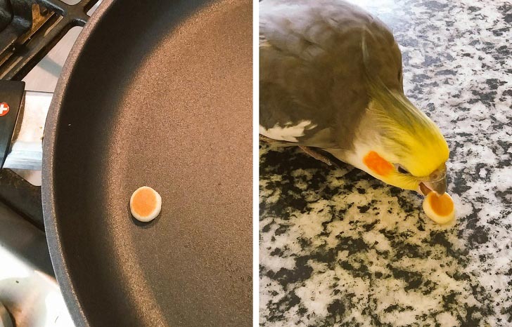 фотографии улучшающие настроение, смешные фотографии 