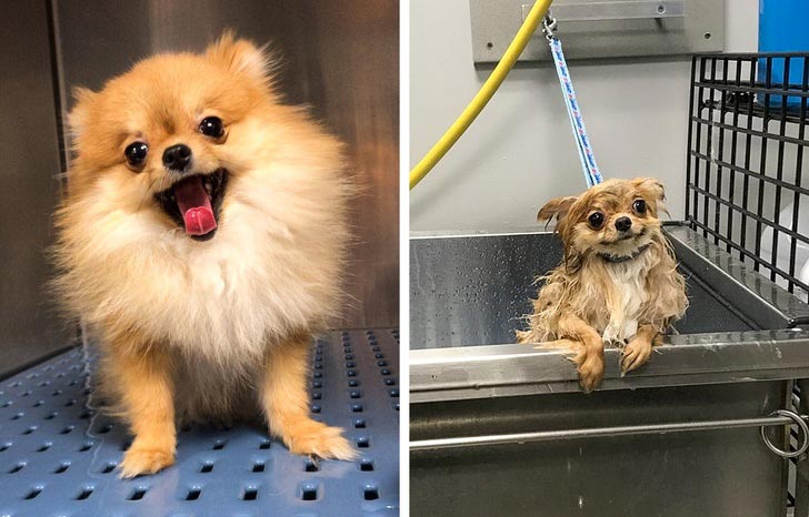 фотографии улучшающие настроение, смешные фотографии 