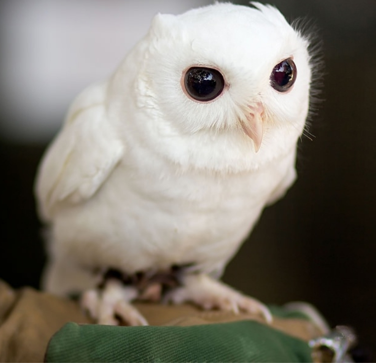 тест угадать возраст, тест сколько лет, тест о птицах