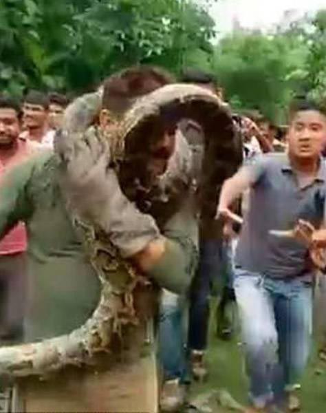 Вот почему не стоит фотографироваться с питонами, конечно если вам не нравится удушье селфи с питоном, питон н елюбит фотографироваться, фотография с питоном, почему не стоит фотографироваться с питоном