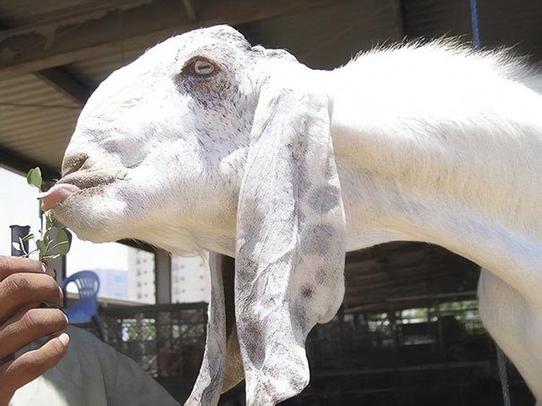 Самые «уродливые» козы в мире, дамасская коза, коза шами