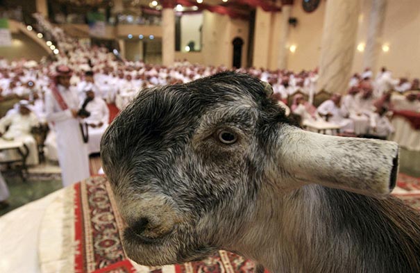 Самые «уродливые» козы в мире, дамасская коза, коза шами