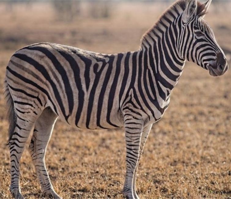 выдавали осла за зебру, покрасили осла краской, покрасили осла зебра