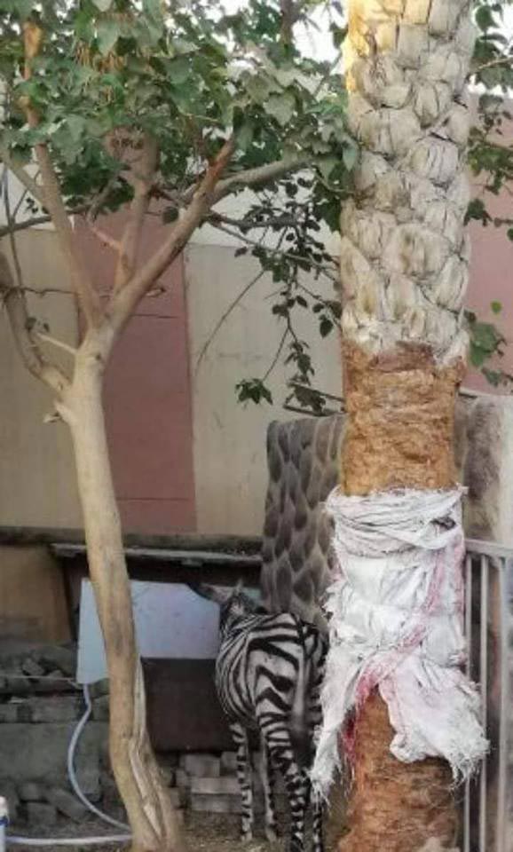 выдавали осла за зебру, покрасили осла краской, покрасили осла зебра