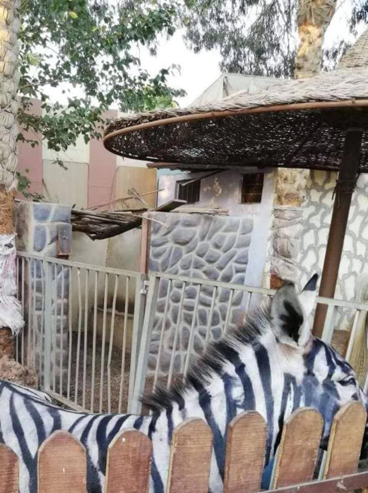 выдавали осла за зебру, покрасили осла краской, покрасили осла зебра