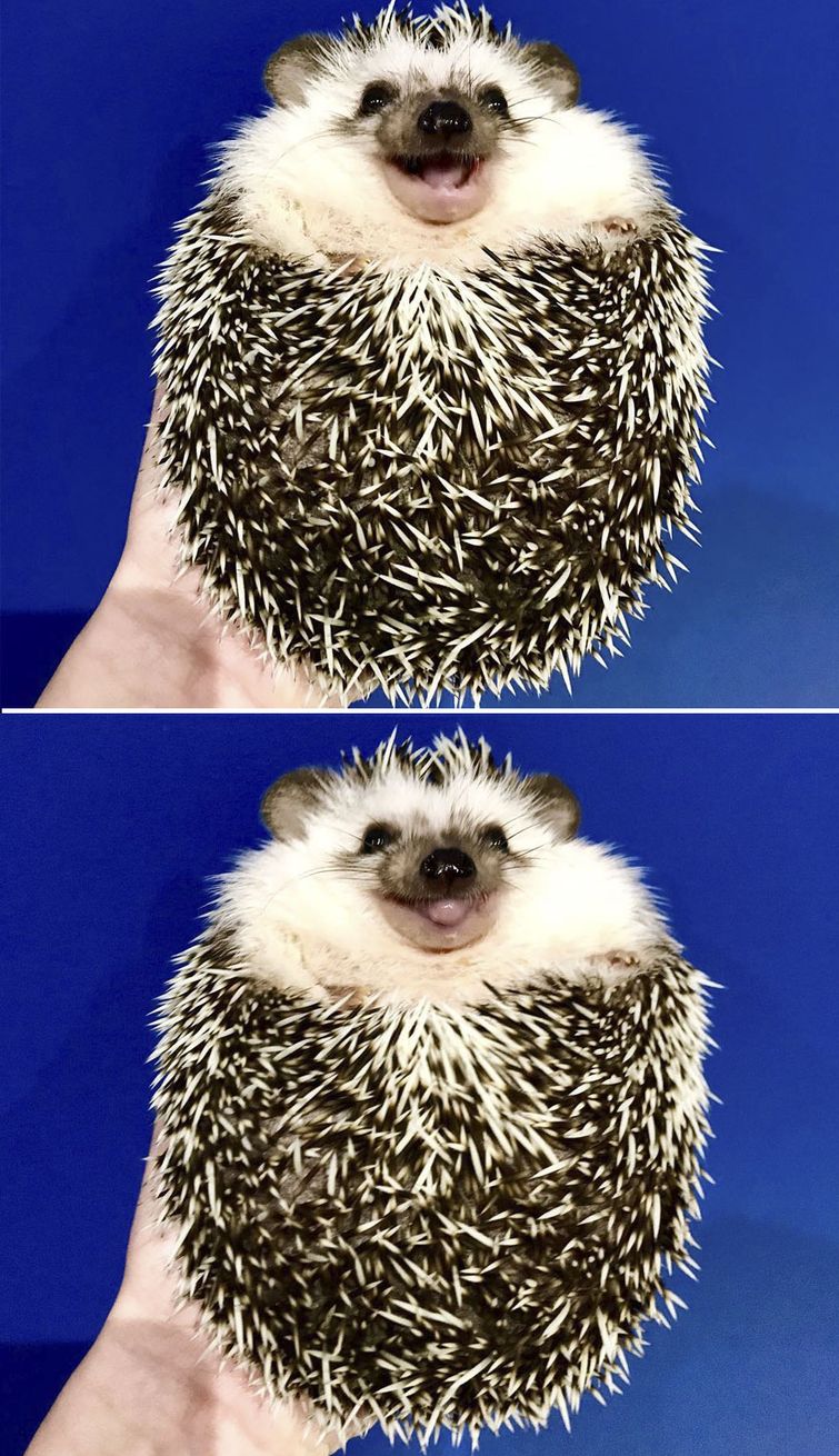 девушка по имени Диана завела африканского ежа и назвала его Риком, ёж Рик 