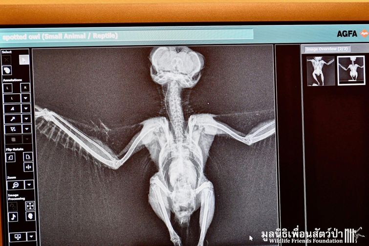 Эта неуклюжая сова запуталась в сети и едва не умерла, но, к счастью, её спасли спасение совы, сова запуталась, спасли сову,