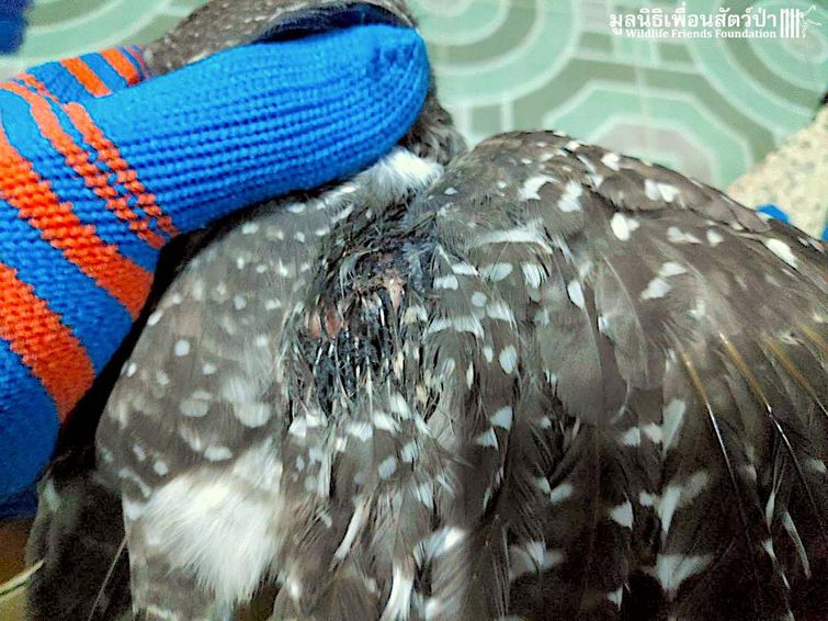 Эта неуклюжая сова запуталась в сети и едва не умерла, но, к счастью, её спасли спасение совы, сова запуталась, спасли сову,