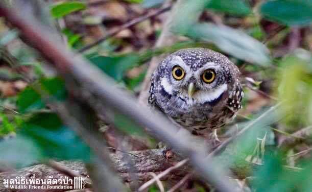 Эта неуклюжая сова запуталась в сети и едва не умерла, но, к счастью, её спасли спасение совы, сова запуталась, спасли сову,