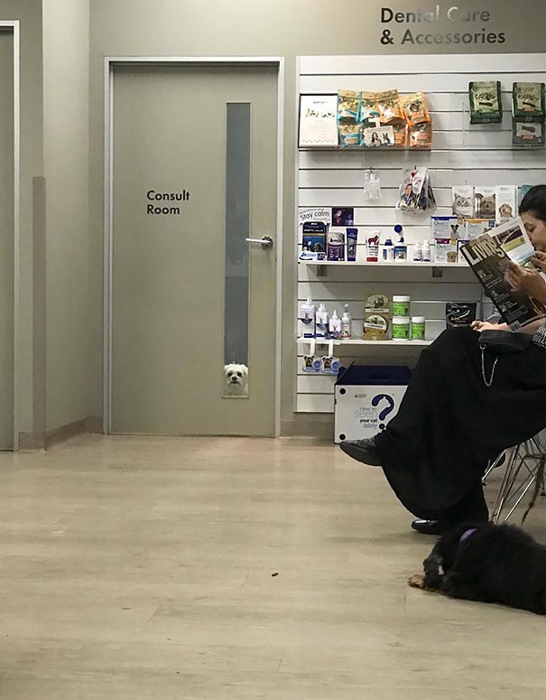 собаки осознали что едут к ветеринару, собаки у ветеринара