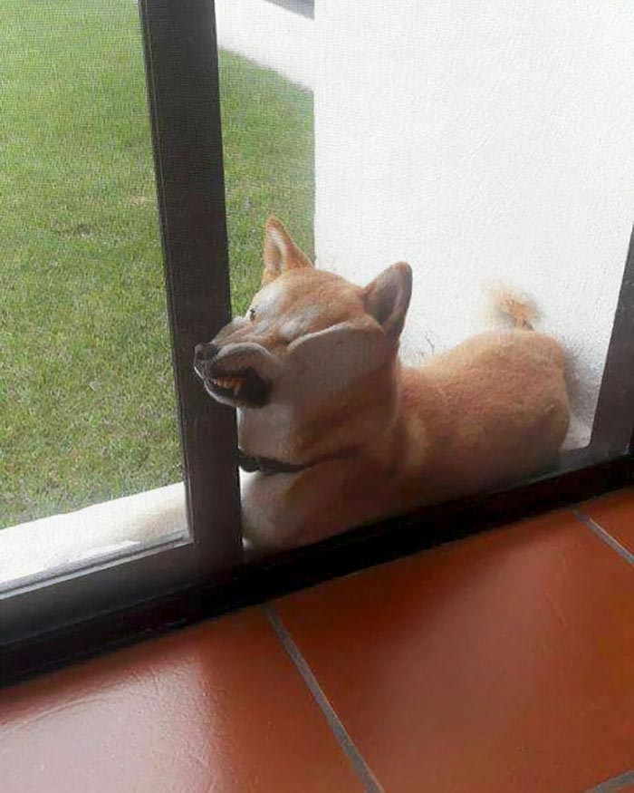 смешные сиба-ину, забавные сиба-ину