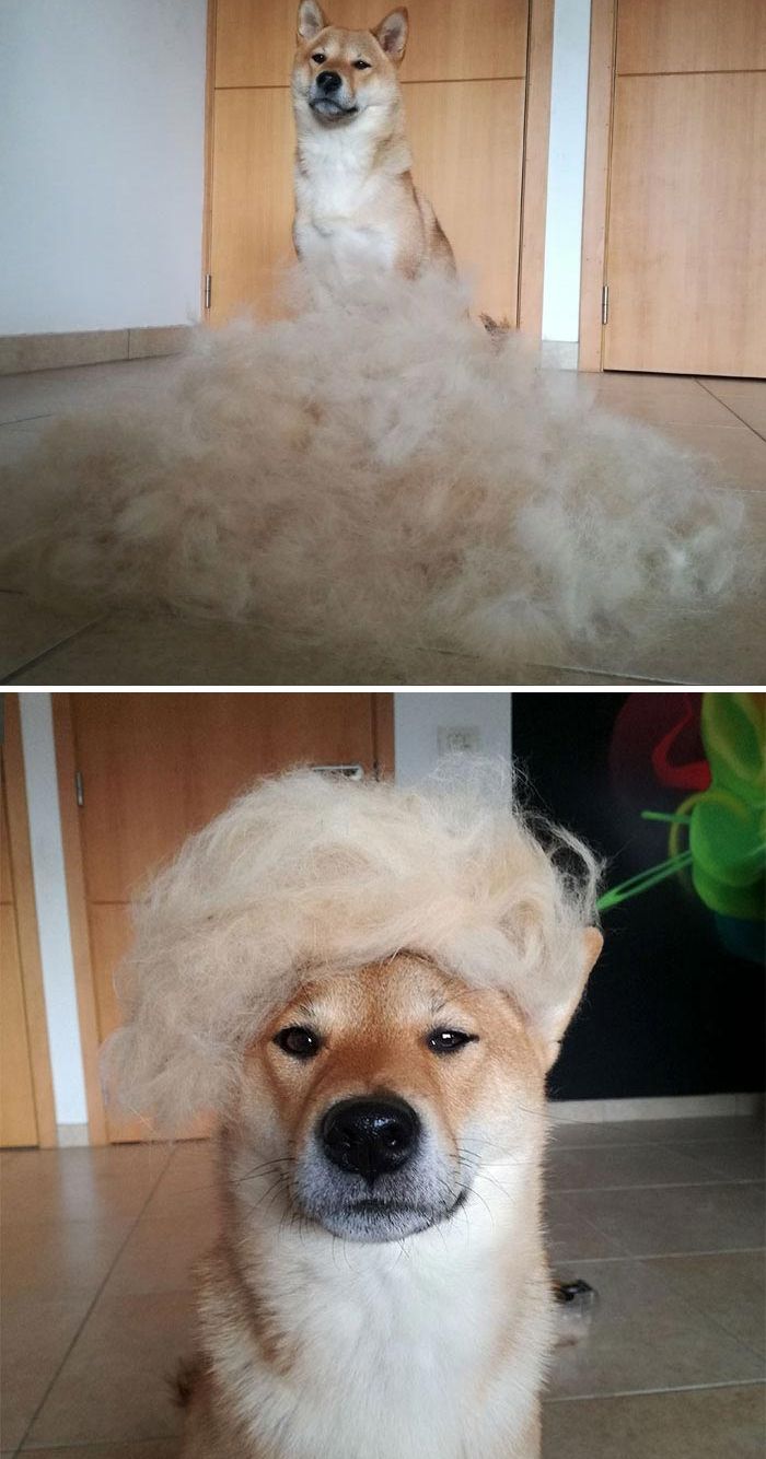 смешные сиба-ину, забавные сиба-ину