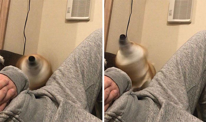 смешные сиба-ину, забавные сиба-ину