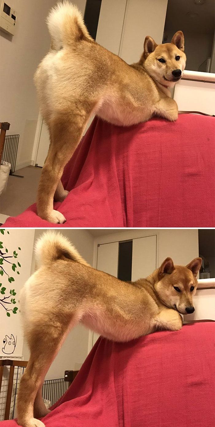 смешные сиба-ину, забавные сиба-ину