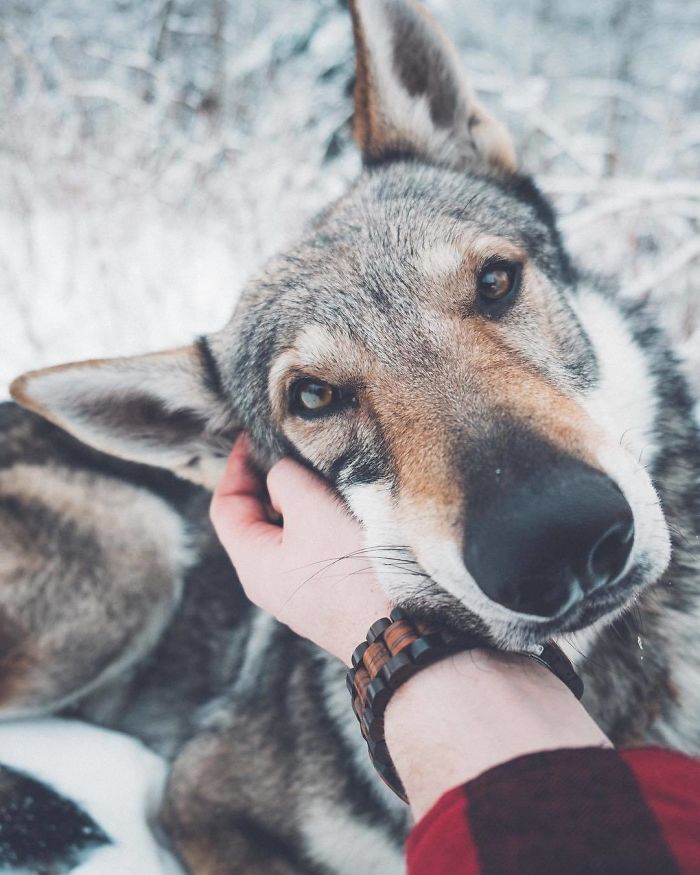 Парень вывел хэштег #FollowMeTo на новый уровень, Хонза Регачек, Honza Řeháček, собака по кличке Ситке