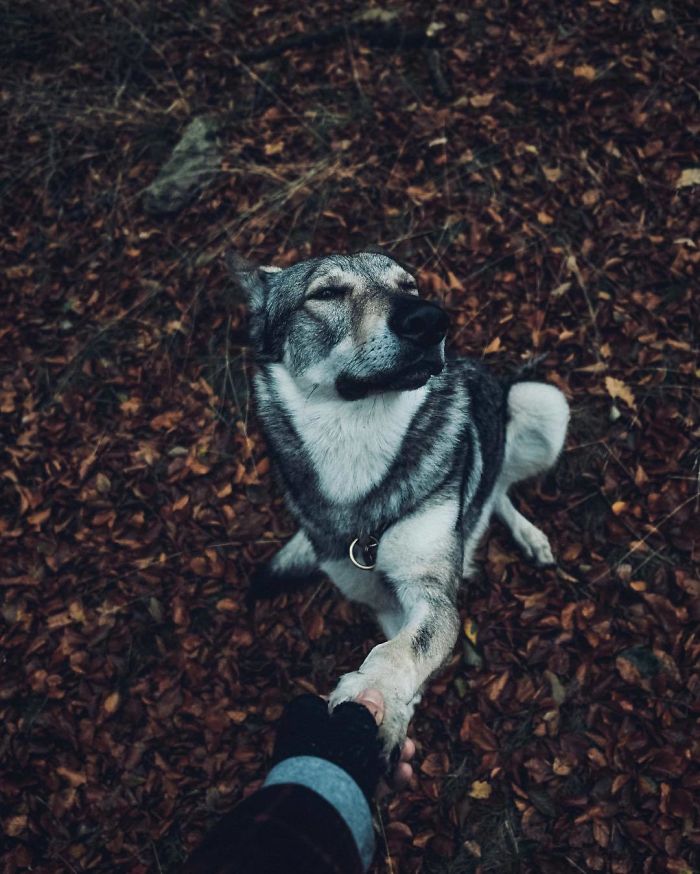 Парень вывел хэштег #FollowMeTo на новый уровень, Хонза Регачек, Honza Řeháček, собака по кличке Ситке