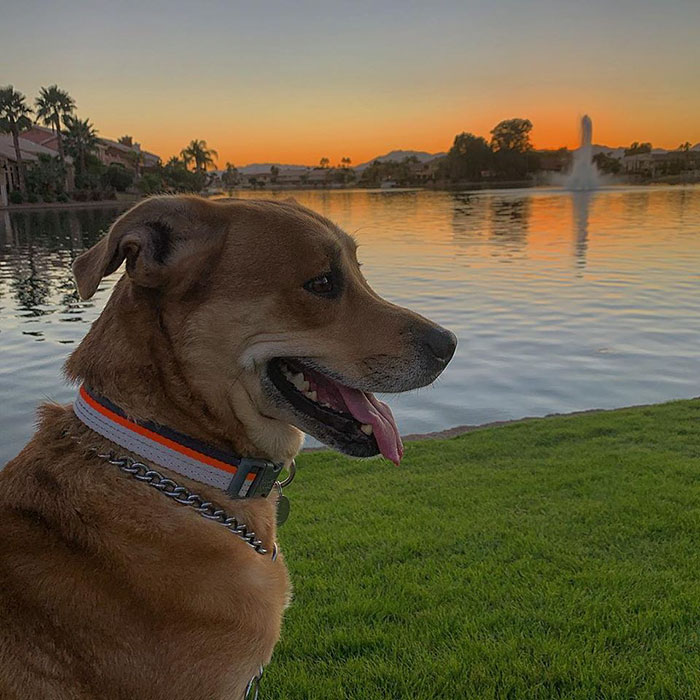 Семья бросила свою собаку в приюте с игрушками и кроватью, собака Валл-и