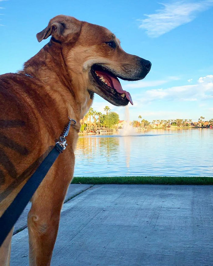 Семья бросила свою собаку в приюте с игрушками и кроватью, собака Валл-и