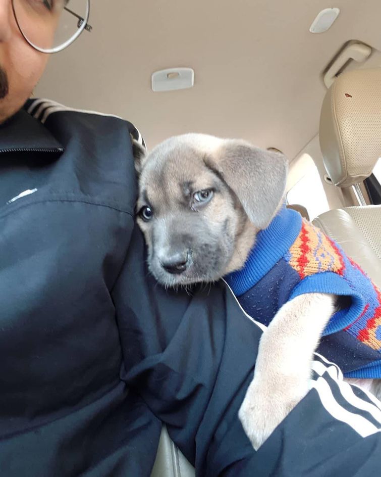 животные у ветеринара, животные боятся ветеринара, собака у ветеринара, кошка у ветеринара