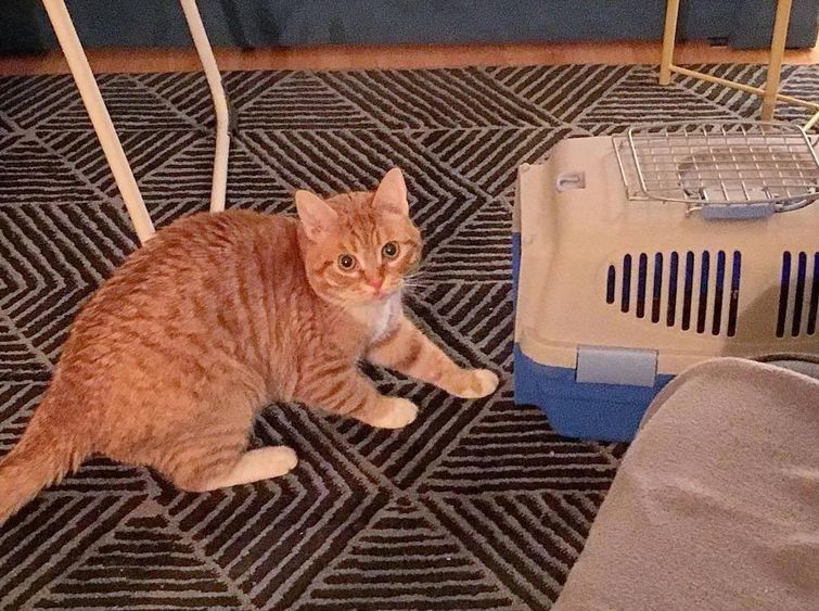 животные у ветеринара, животные боятся ветеринара, собака у ветеринара, кошка у ветеринара