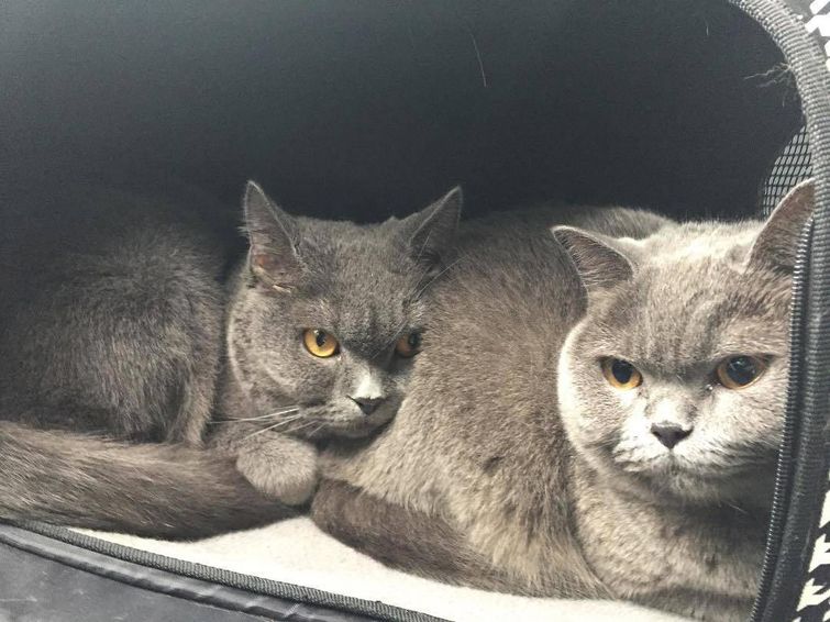 животные у ветеринара, животные боятся ветеринара, собака у ветеринара, кошка у ветеринара