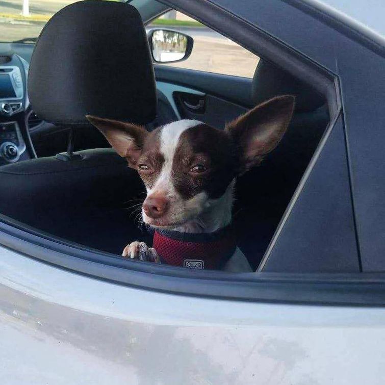 животные у ветеринара, животные боятся ветеринара, собака у ветеринара, кошка у ветеринара