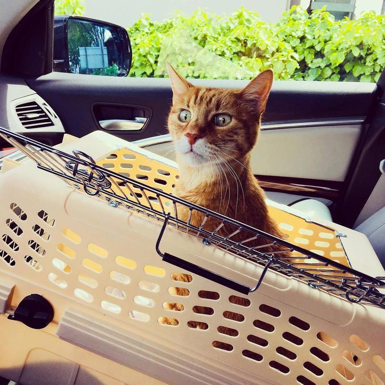 животные у ветеринара, животные боятся ветеринара, собака у ветеринара, кошка у ветеринара