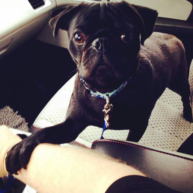 животные у ветеринара, животные боятся ветеринара, собака у ветеринара, кошка у ветеринара