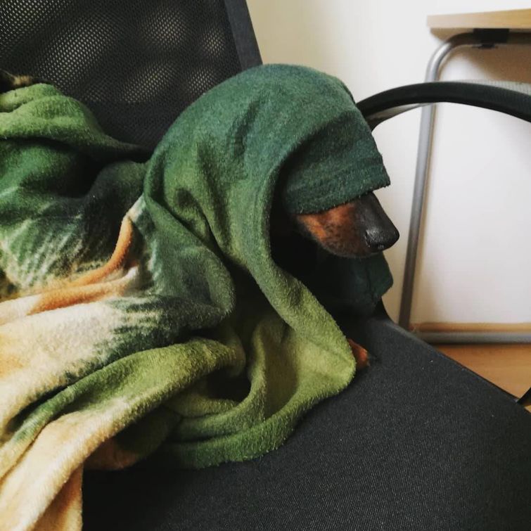 животные у ветеринара, животные боятся ветеринара, собака у ветеринара, кошка у ветеринара