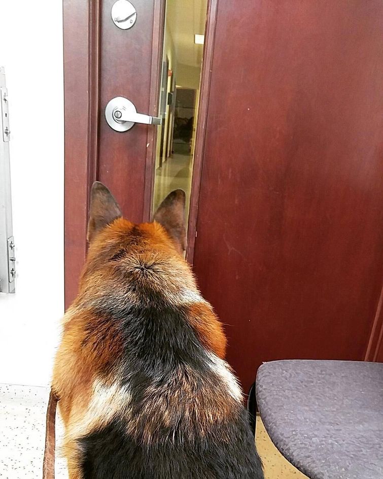 животные у ветеринара, животные боятся ветеринара, собака у ветеринара, кошка у ветеринара