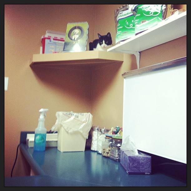 животные у ветеринара, животные боятся ветеринара, собака у ветеринара, кошка у ветеринара