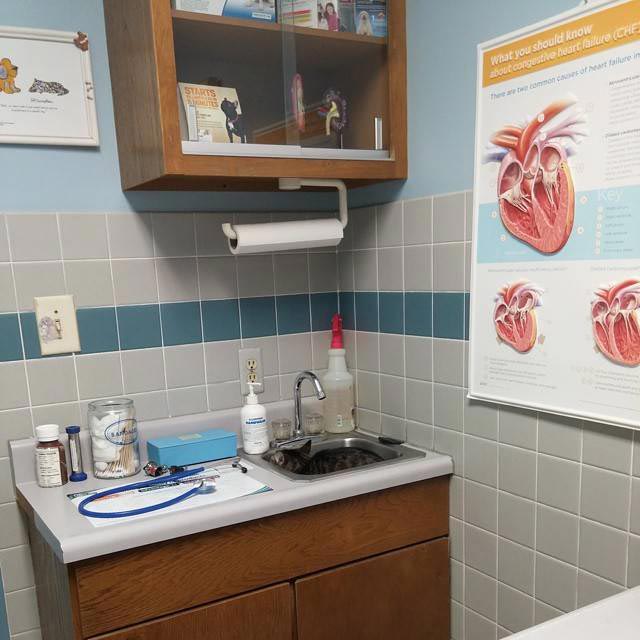 животные у ветеринара, животные боятся ветеринара, собака у ветеринара, кошка у ветеринара