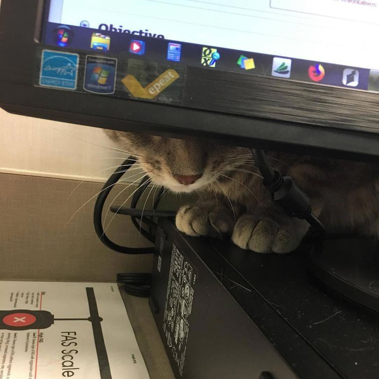 животные у ветеринара, животные боятся ветеринара, собака у ветеринара, кошка у ветеринара