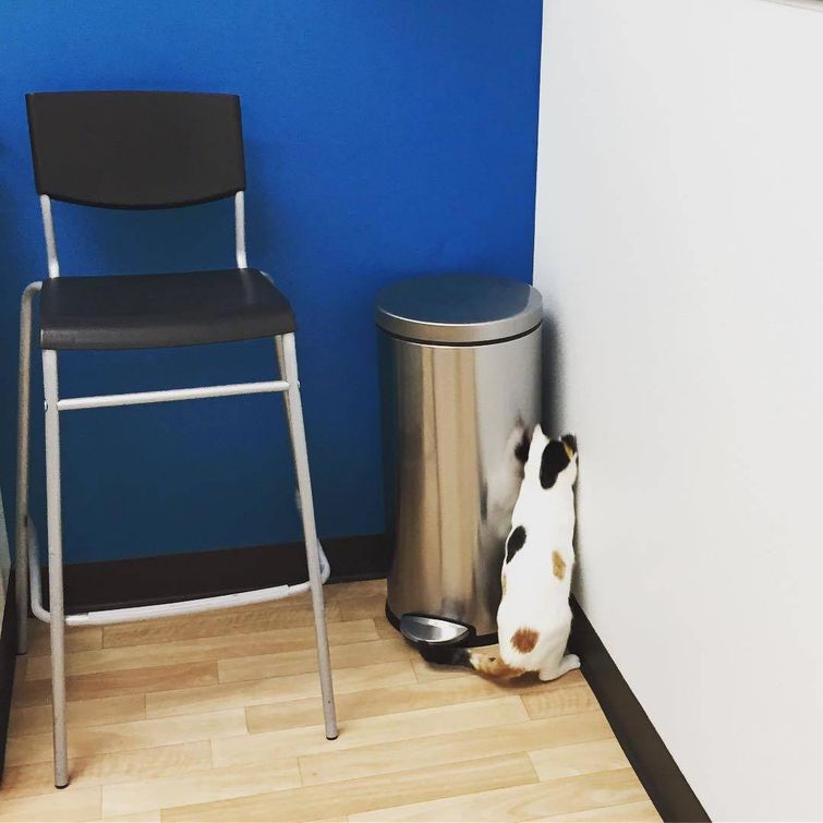 животные у ветеринара, животные боятся ветеринара, собака у ветеринара, кошка у ветеринара