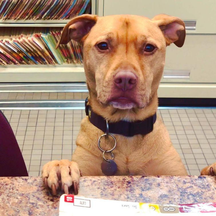 животные у ветеринара, животные боятся ветеринара, собака у ветеринара, кошка у ветеринара