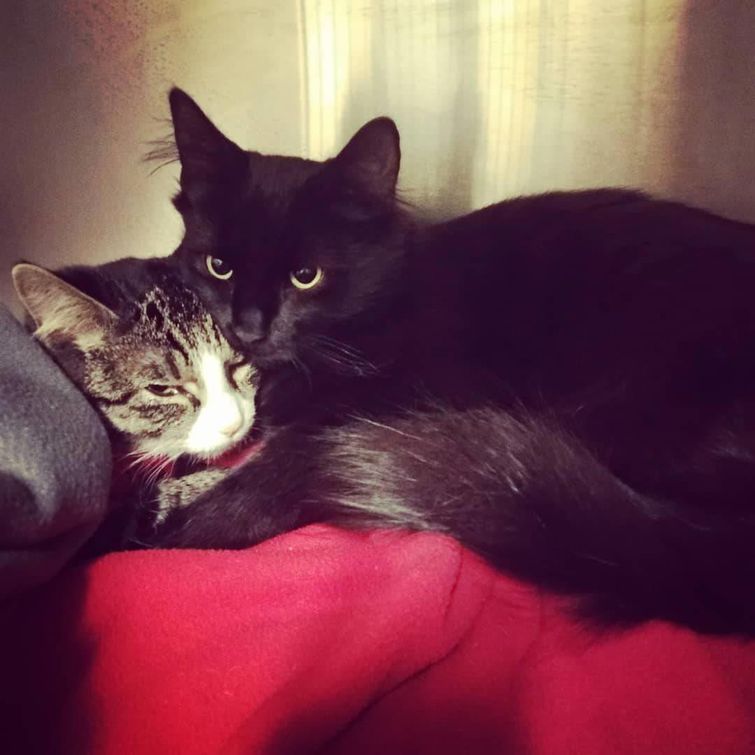 животные у ветеринара, животные боятся ветеринара, собака у ветеринара, кошка у ветеринара