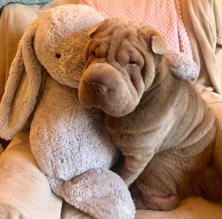 животные у ветеринара, животные боятся ветеринара, собака у ветеринара, кошка у ветеринара