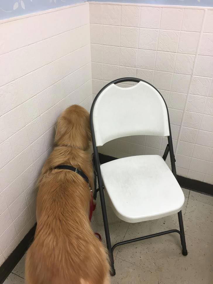 животные у ветеринара, животные боятся ветеринара, собака у ветеринара, кошка у ветеринара