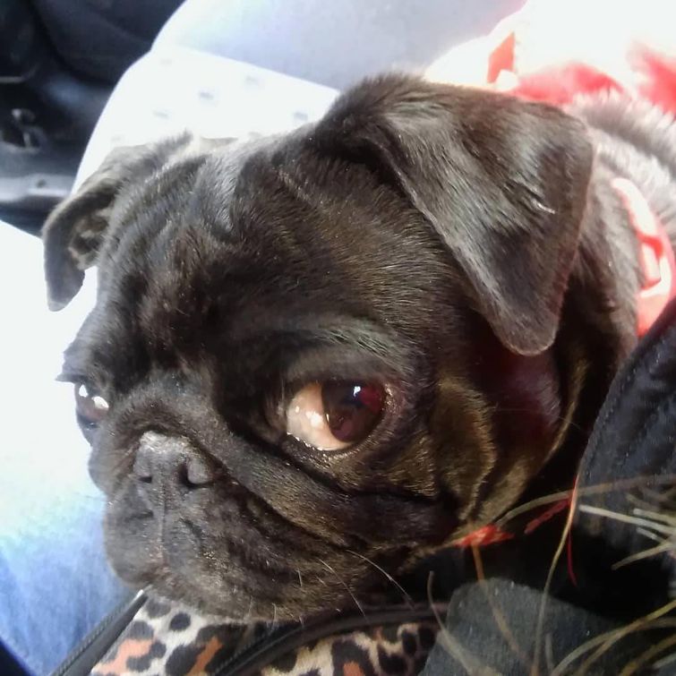 животные у ветеринара, животные боятся ветеринара, собака у ветеринара, кошка у ветеринара