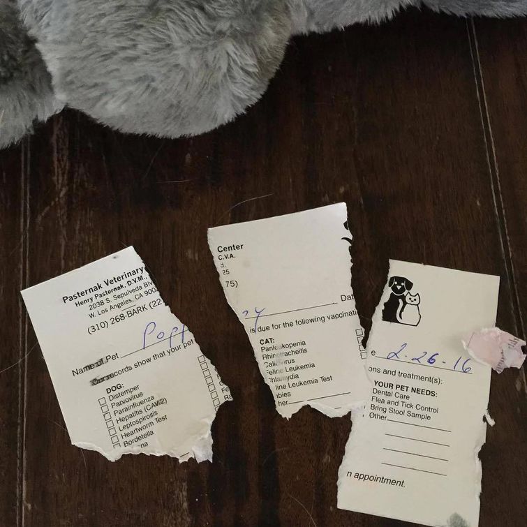 животные у ветеринара, животные боятся ветеринара, собака у ветеринара, кошка у ветеринара