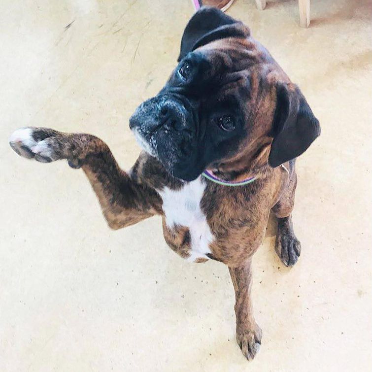 животные у ветеринара, животные боятся ветеринара, собака у ветеринара, кошка у ветеринара