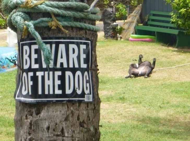 смешные собаки которые не умеют охранять, собаки которых поставили охранять дом но они вообще без понятия как это делать