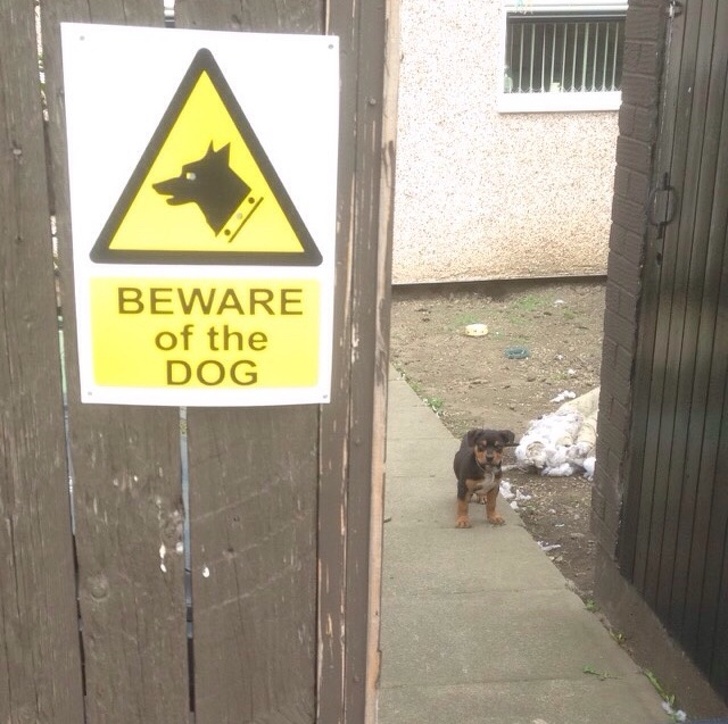 смешные собаки которые не умеют охранять, собаки которых поставили охранять дом но они вообще без понятия как это делать