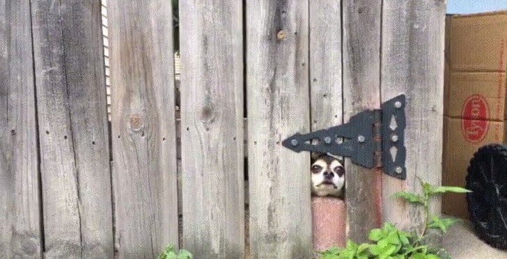 смешные собаки которые не умеют охранять, собаки которых поставили охранять дом но они вообще без понятия как это делать