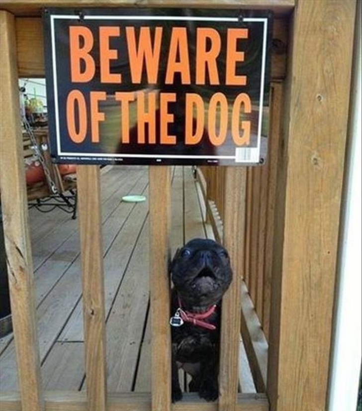 смешные собаки которые не умеют охранять, собаки которых поставили охранять дом но они вообще без понятия как это делать