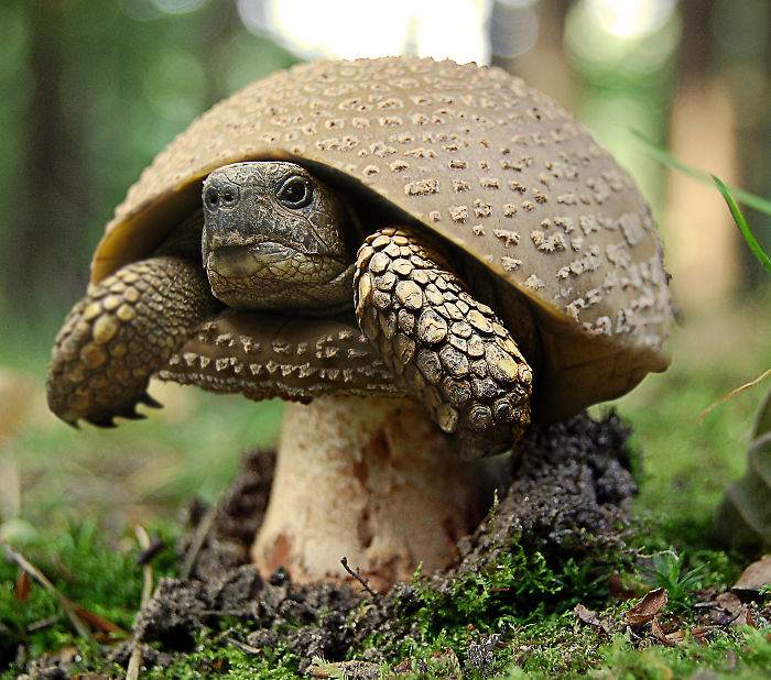 Мастера фотошопа превращают животных в растения 