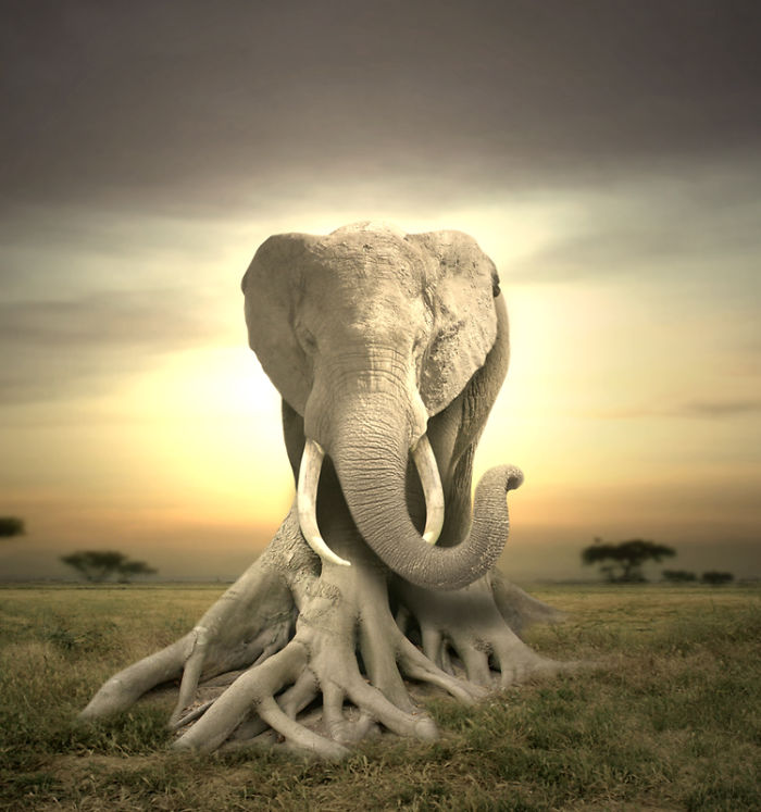 Мастера фотошопа превращают животных в растения 