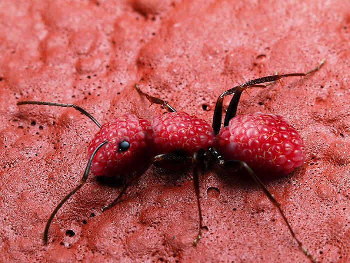 Мастера фотошопа превращают животных в растения 