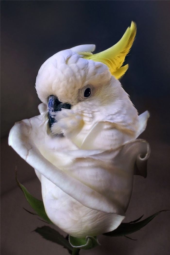 Мастера фотошопа превращают животных в растения 